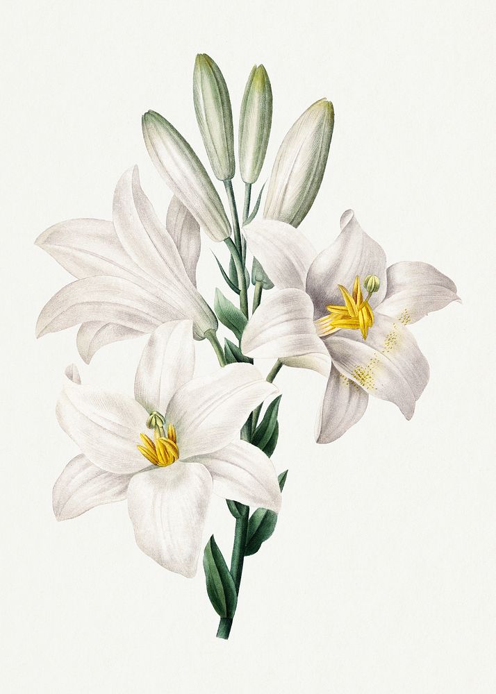 Madonna Lily flower psd botanical art print, remixed from artworks by Pierre-Joseph Redouté