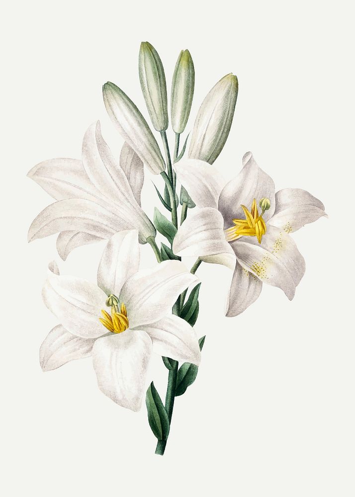 Madonna Lily flower vector botanical art print, remixed from artworks by Pierre-Joseph Redout&eacute;