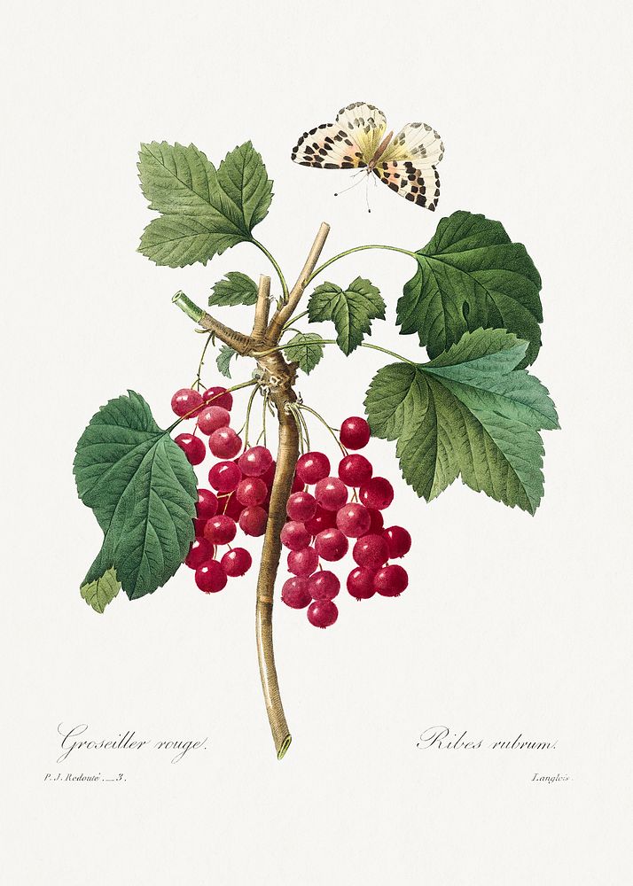 Red Currant from Choix des plus belles fleurs (1827) by Pierre-Joseph Redout&eacute;. Original from Biodiversity Heritage…