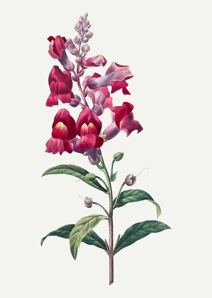 Vintage Anterinum flower vector botanical illustration, remixed from artworks by Pierre-Joseph Redouté