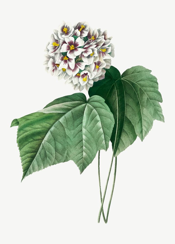 Dombeya Amelia flower vector vintage botanical art print, remixed from artworks by Pierre-Joseph Redout&eacute;