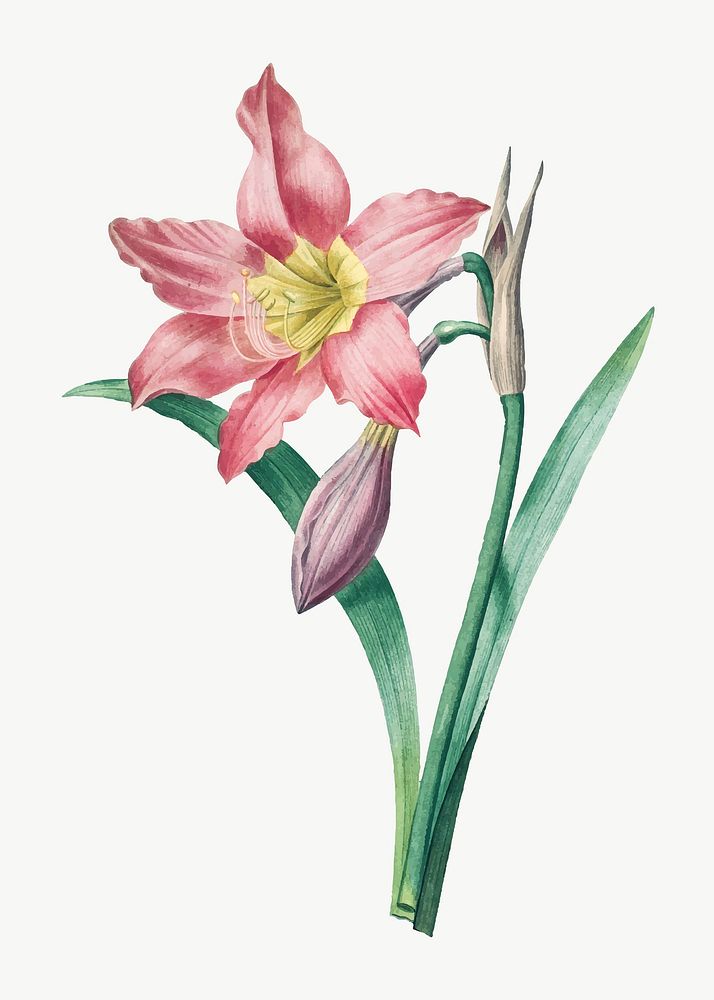Botanical Amaryllis Equestre flower vector art print, remixed from artworks by Pierre-Joseph Redout&eacute;