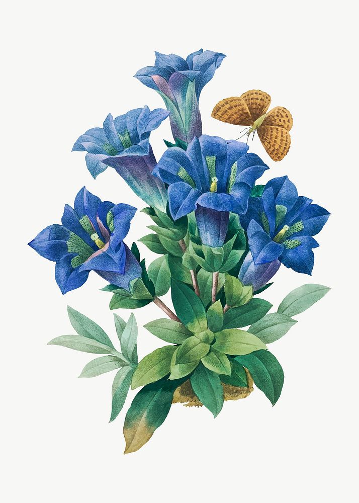 Gentiana Acaulis flower vector botanical art print, remixed from artworks by Pierre-Joseph Redout&eacute;