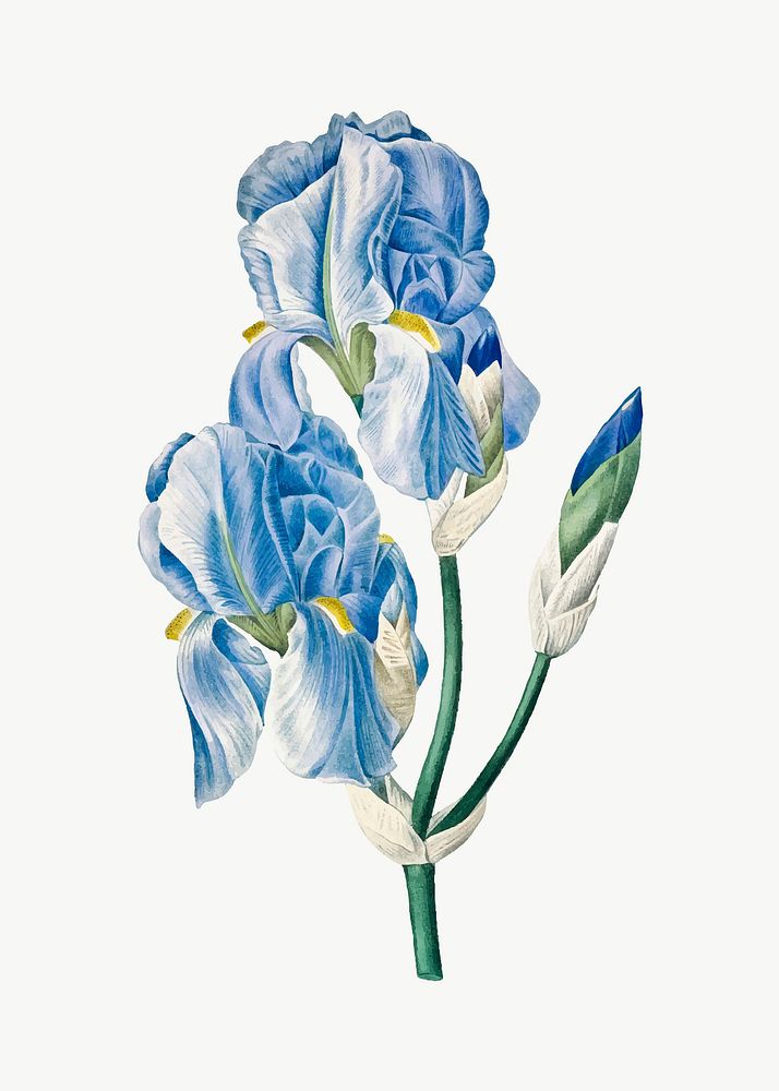 Vintage Iris Pallida flower vector botanical art print, remixed from artworks by Pierre-Joseph Redout&eacute;