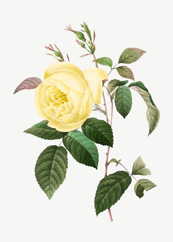 Botanical yellow rose flower vector illustration, remixed from artworks by Pierre-Joseph Redout&eacute;