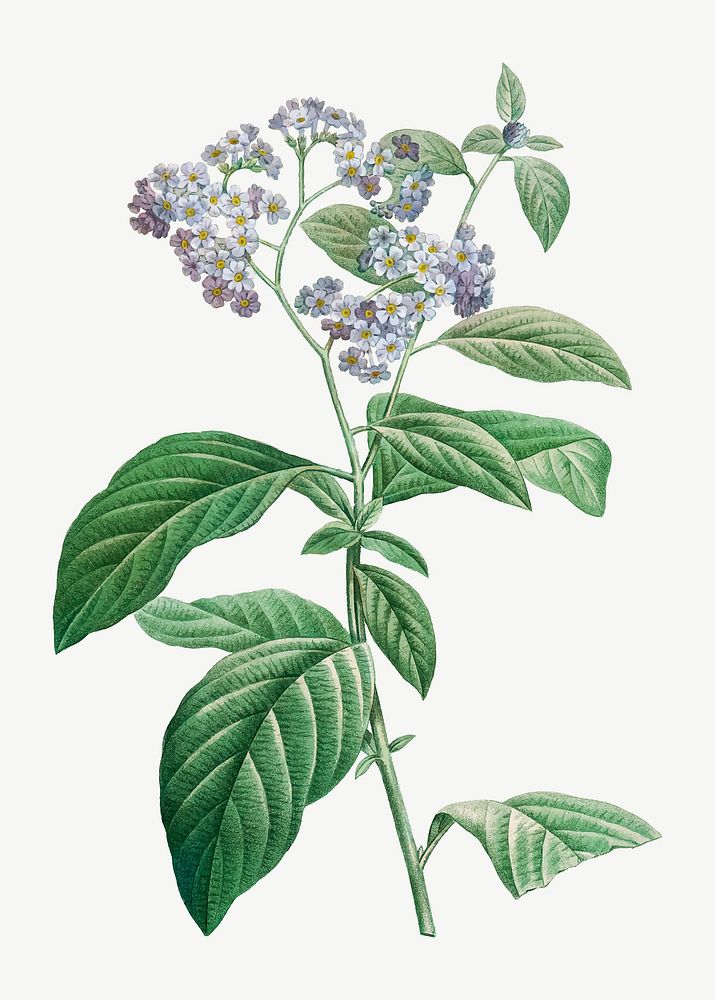 Forget me not flower vector vintage botanical art print, remixed from artworks by Pierre-Joseph Redout&eacute;