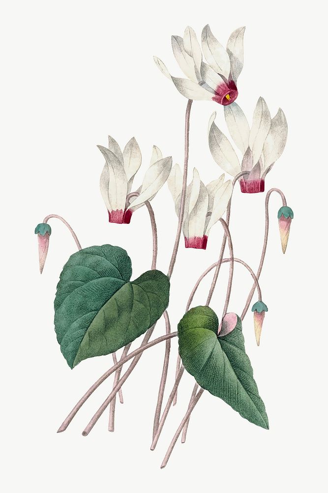 Cyclamen flower vector vintage botanical art print, remixed from artworks by Pierre-Joseph Redout&eacute;