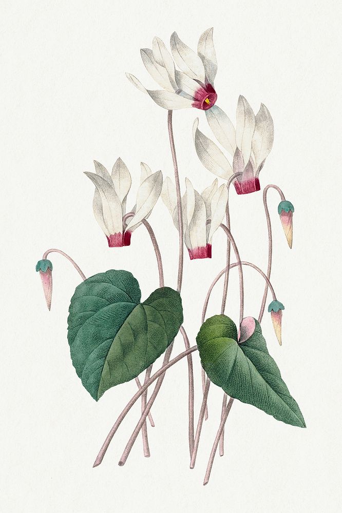 Cyclamen flower psd vintage botanical art print, remixed from artworks by Pierre-Joseph Redouté