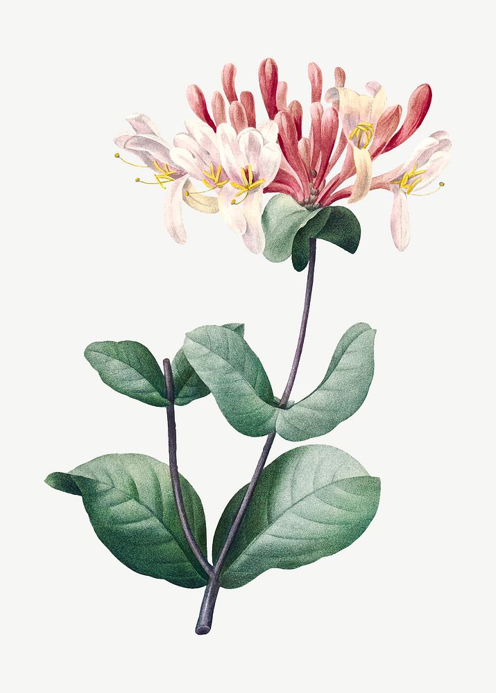 Honeysuckle flower vector vintage botanical art print, remixed from artworks by Pierre-Joseph Redout&eacute;