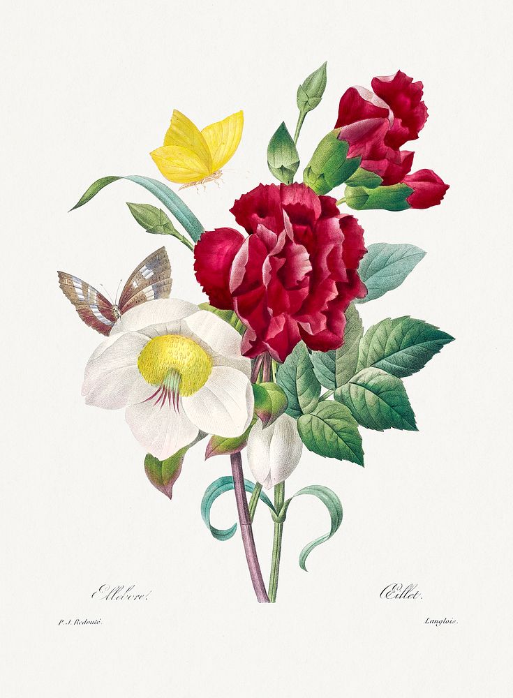Hellebore and Oeillet by Pierre-Joseph Redout&eacute; (1759&ndash;1840). Original from Biodiversity Heritage Library.…