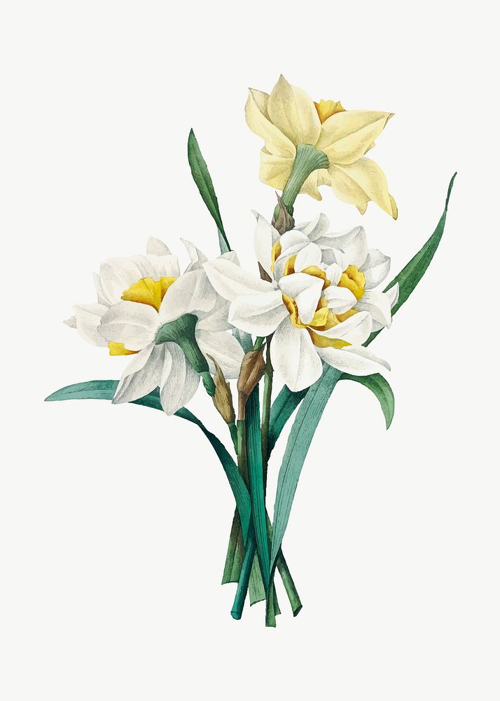Double Daffodil flower vector botanical illustration, remixed from artworks by Pierre-Joseph Redout&eacute;