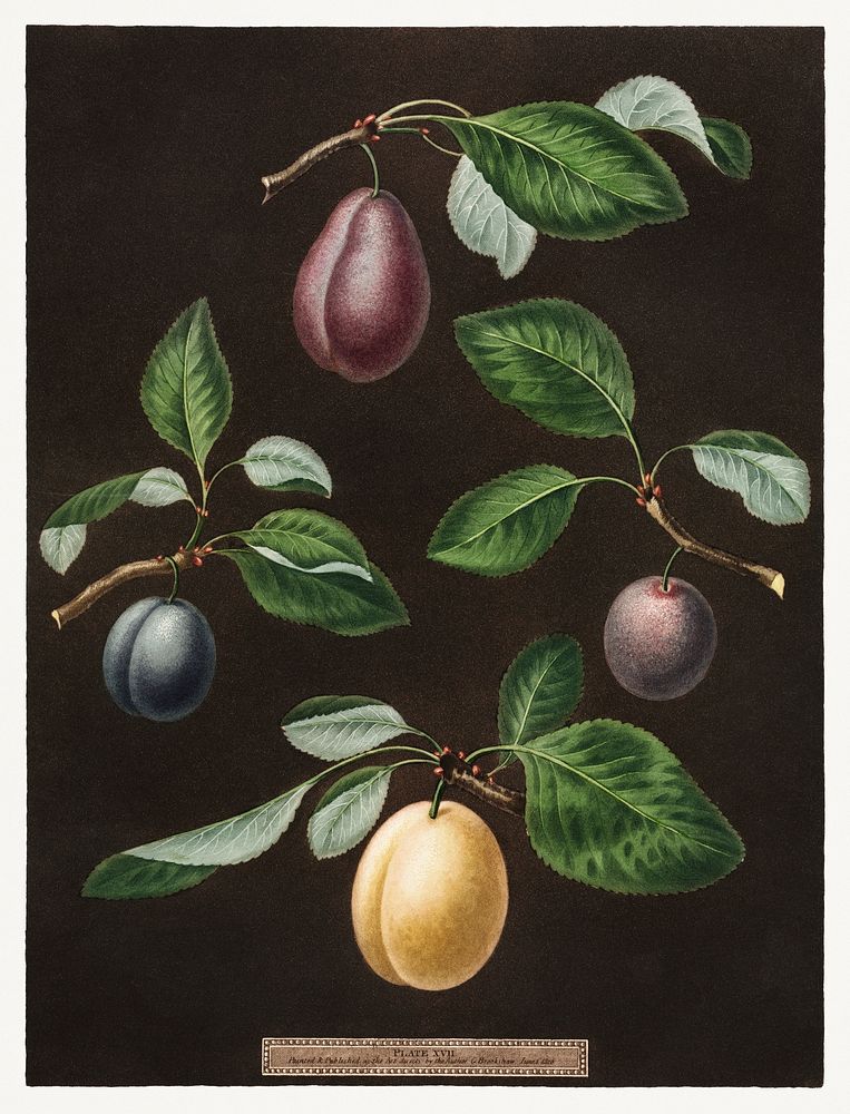 Plums (Pyrus) (1807) by George Brookshaw. Original from The Cleveland Museum of Art. Digitally enhanced by rawpixel.