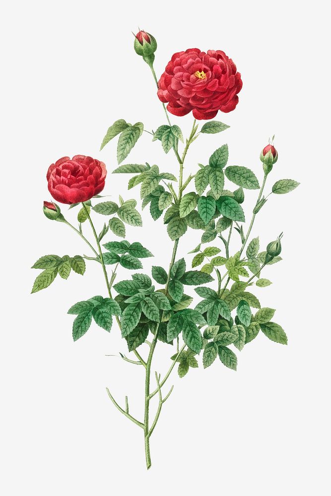 Vintage pompon rose vector