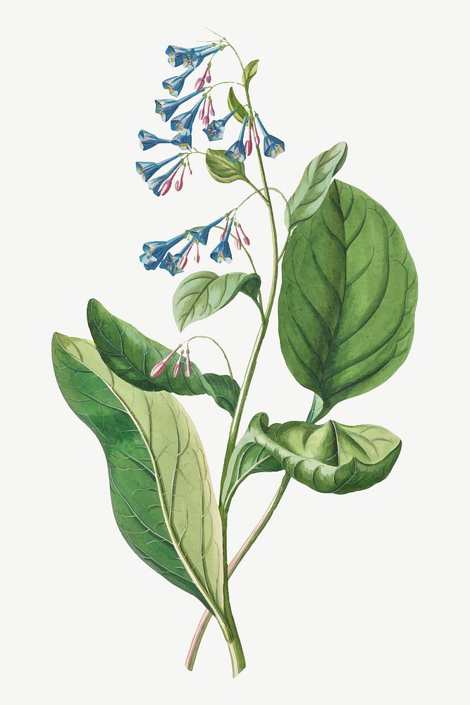 Vintage lungworts flower illustration