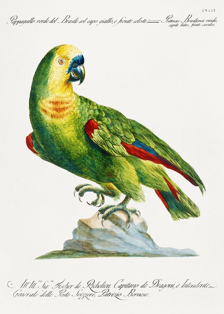 Pappagallo, verde del Brasile col capo giallo, e fronte celeste (Parrot) vintage illustration