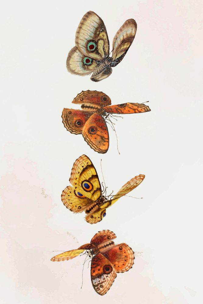 Butterflies and moths vintage illustration vector set