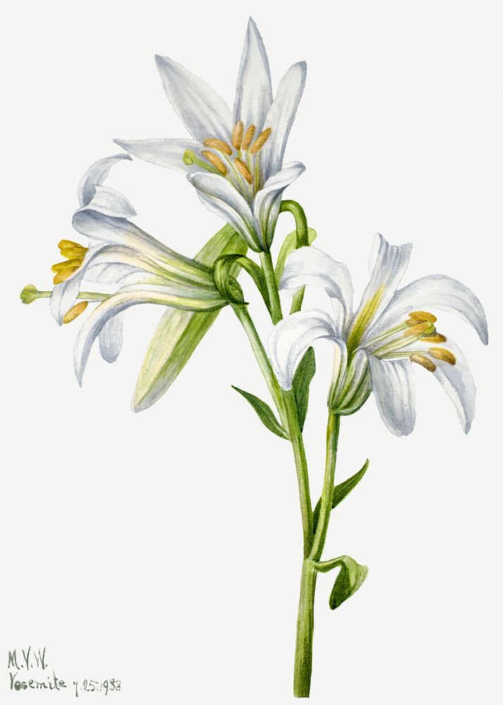 Blooming white Washington lily psd hand drawn floral illustration