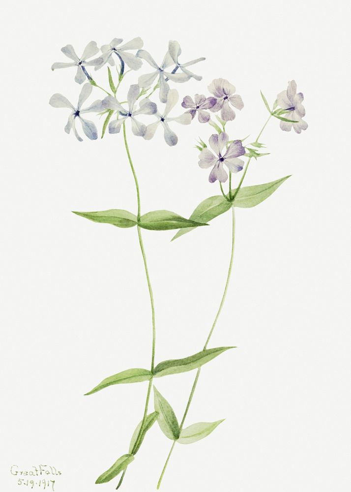 Blue phlox flower psd botanical illustration watercolor