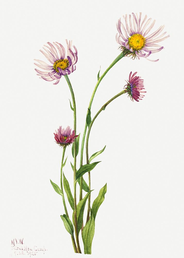 Alaska fleabane psd botanical illustration watercolor