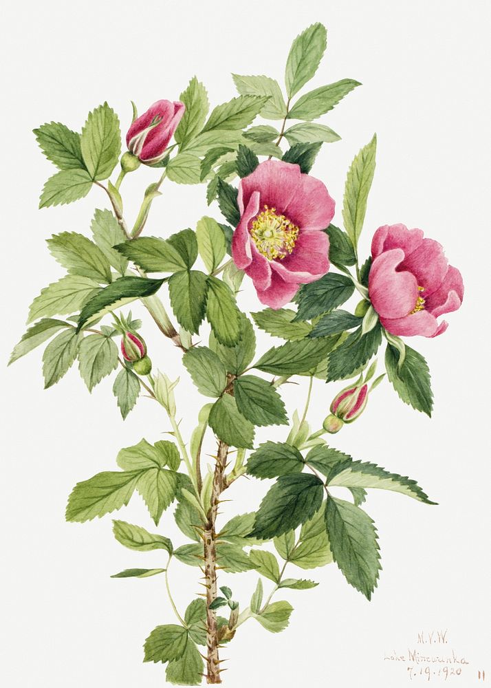 Bourgeau rose psd botanical illustration watercolor