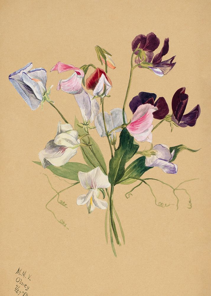 Flower Study (1886) by Mary Vaux Walcott. Original from The Smithsonian. Digitally enhanced by rawpixel.