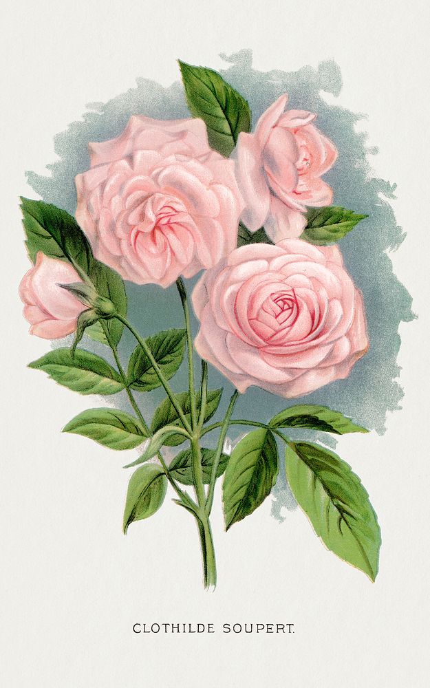Pink rose, Clothilde Soupert lithograph.  Digitally enhanced from our own original 1900 edition plates of Botanical Specimen…