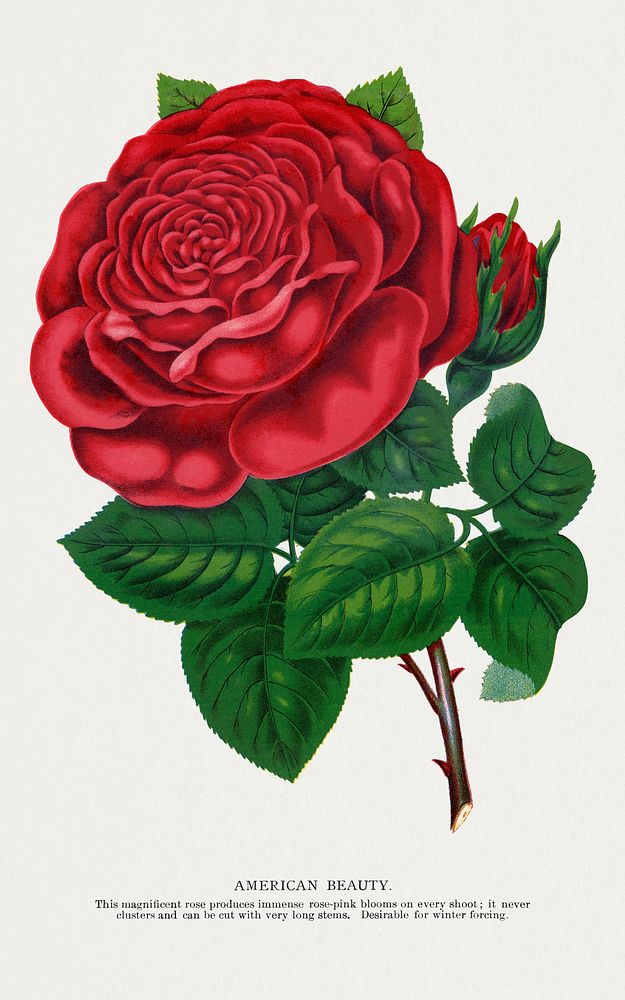 Red rose, American Beauty lithograph.  Digitally enhanced from our own original 1900 edition plates of Botanical Specimen…