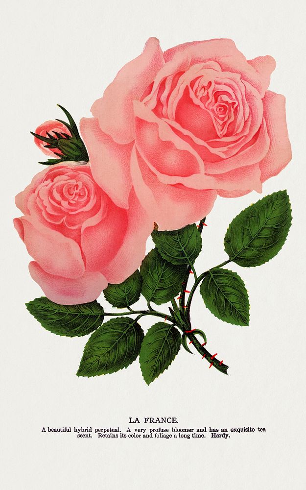Pink rose, La France lithograph.  Digitally enhanced from our own original 1900 edition plates of Botanical Specimen…