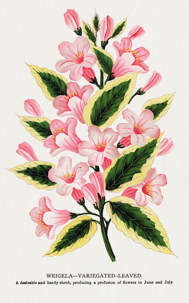 Pink flowers, Weigela lithograph.  Digitally enhanced from our own original 1900 edition plates of Botanical Specimen…