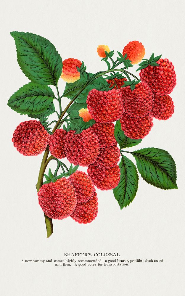 Shaffer's Colossal Raspberry lithograph.  Digitally enhanced from our own original 1900 edition plates of Botanical Specimen…