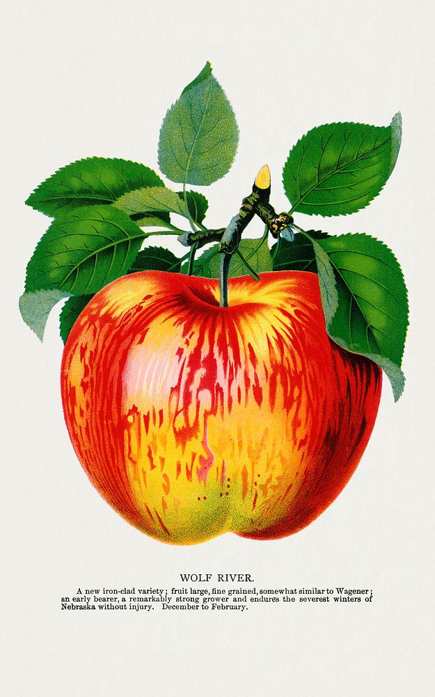 Wolf River apple lithograph. Digitally enhanced from our own original 1900 edition plates of Botanical Specimen published by…