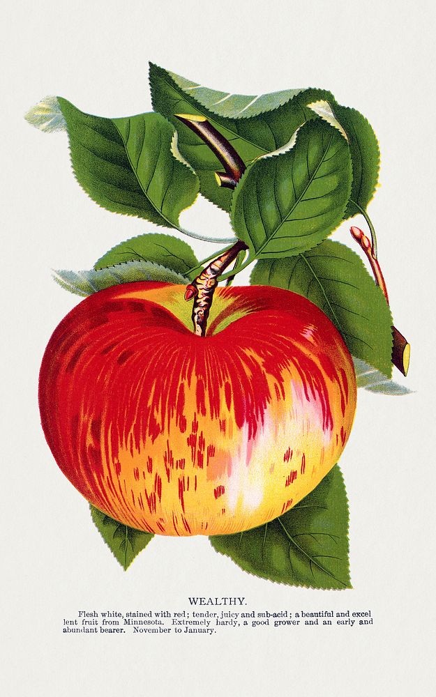 Wealthy apple lithograph.  Digitally enhanced from our own original 1900 edition plates of Botanical Specimen published by…