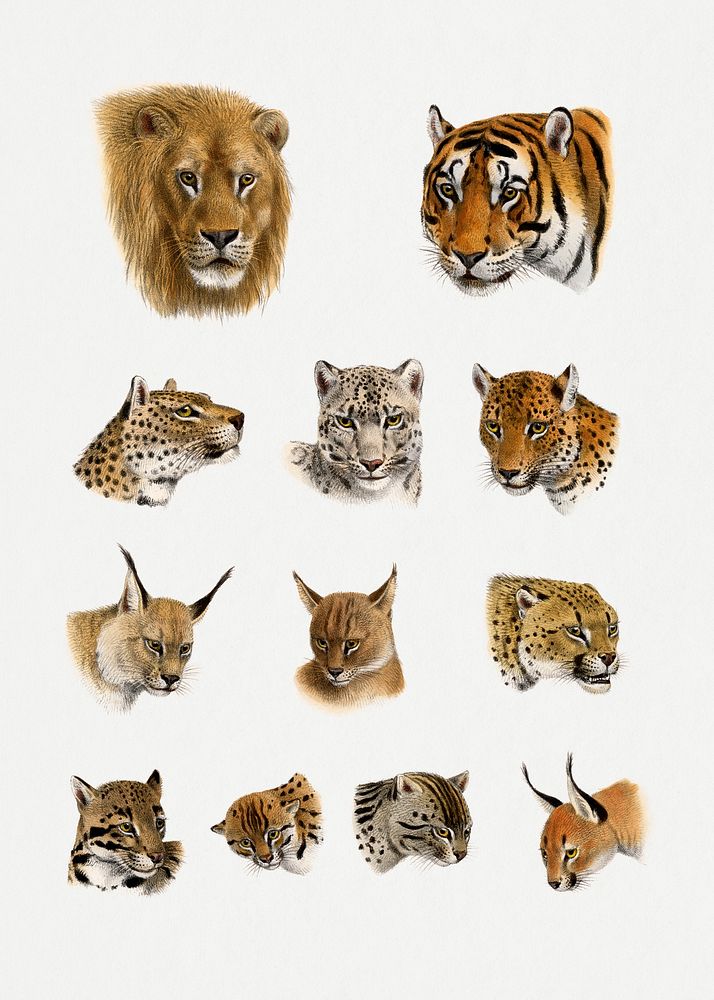 Wild animal, safari lithograph. Digitally enhanced from our own 1900 edition of The Great and Small Game of India, Burma, &…