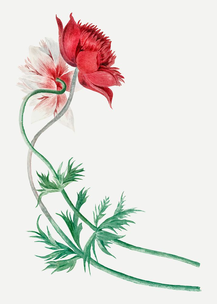 Red flower illustration vector, remixed from artworks by Michiel van Huysum