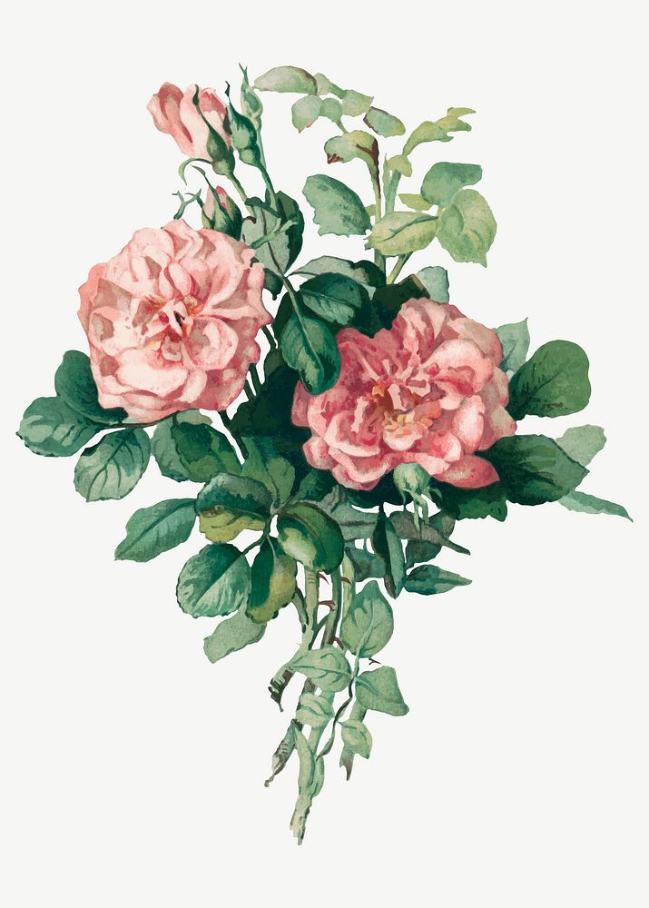 Vintage rose flower illustration vector, remix from artworks by L. Prang & Co.