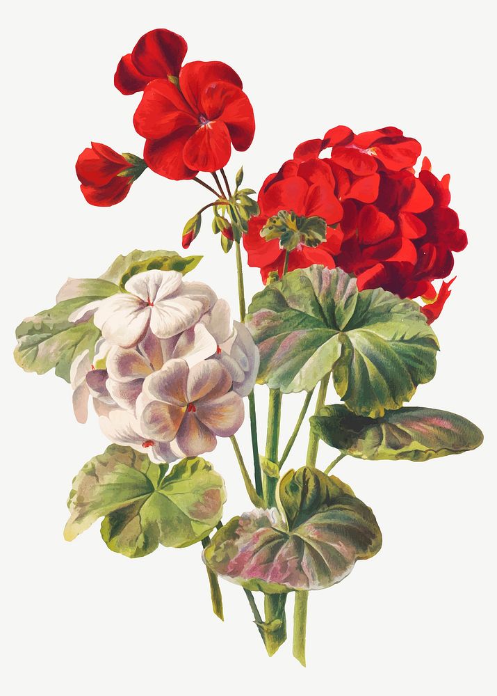 Vintage geranium flower illustration vector, remix from artworks by L. Prang & Co.