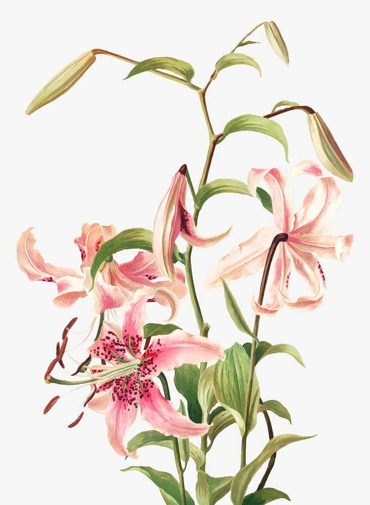 Vintage pink lily flower botanical illustration vector, remix from artworks by L. Prang & Co.