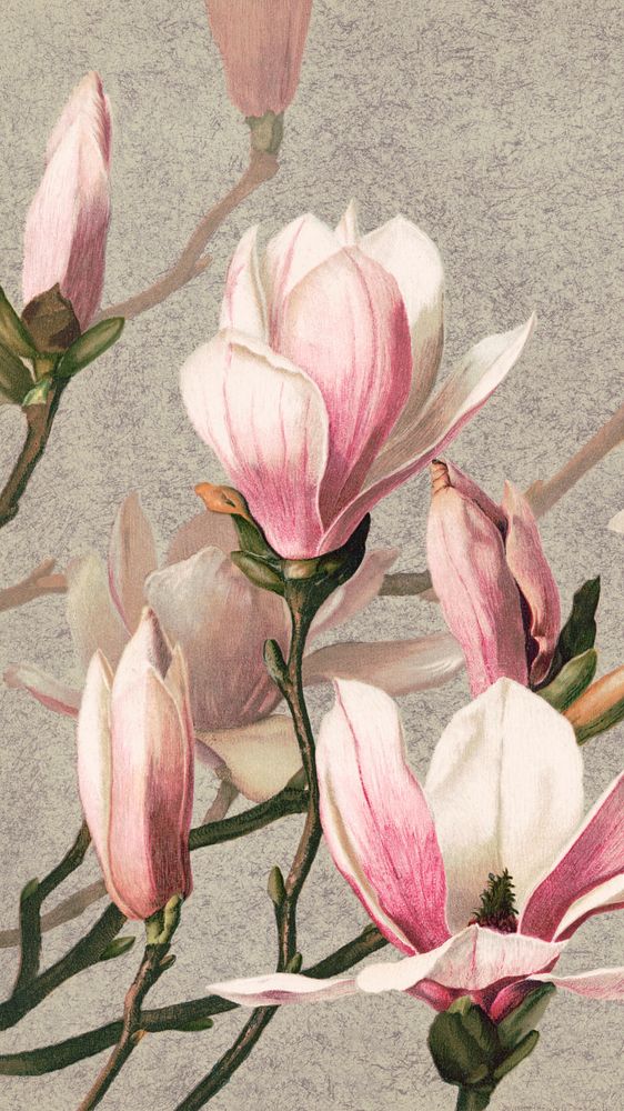 Vintage magnolia mobile wallpaper, iPhone background, remix from the artwork of L. Prang & Co.