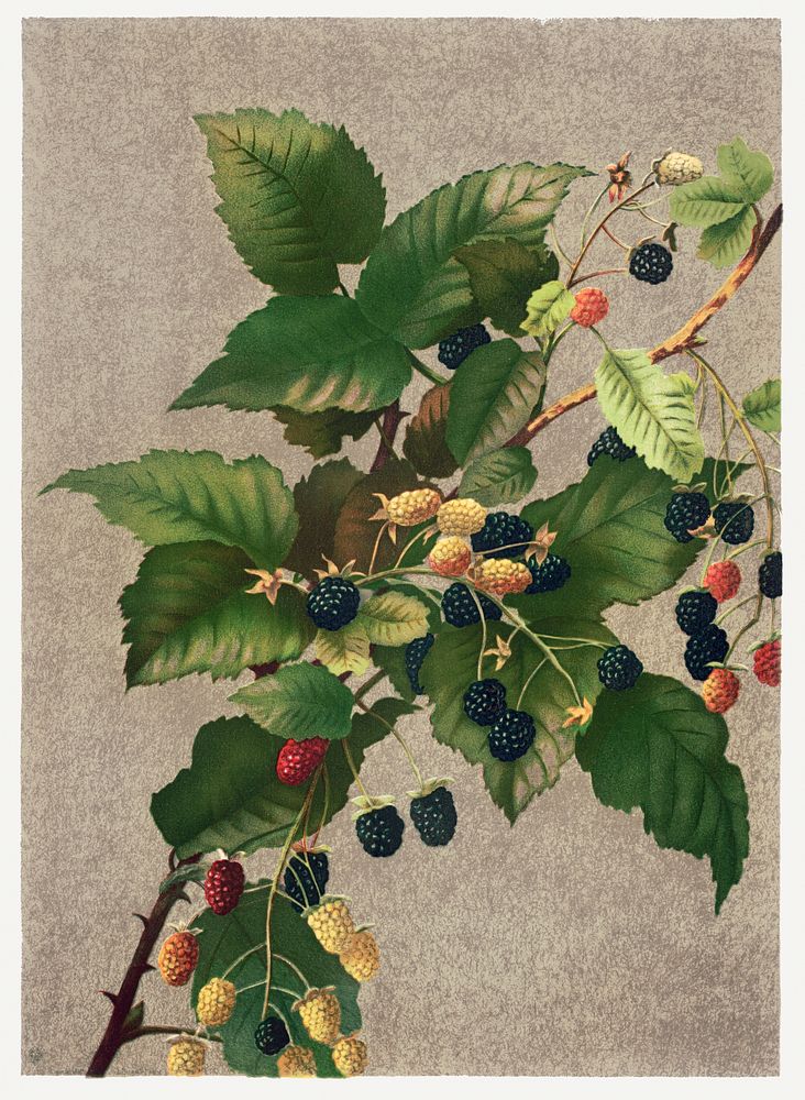 Blackberries (1887) in high resolution by L. Prang & Co. Original from The Library of Congress. Digitally enhanced by…