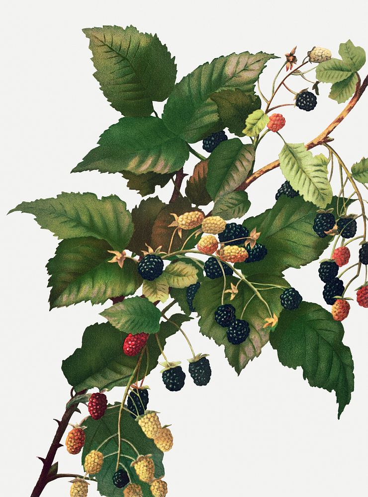 Vintage blackberries illustration, remix from artworks by L. Prang & Co.
