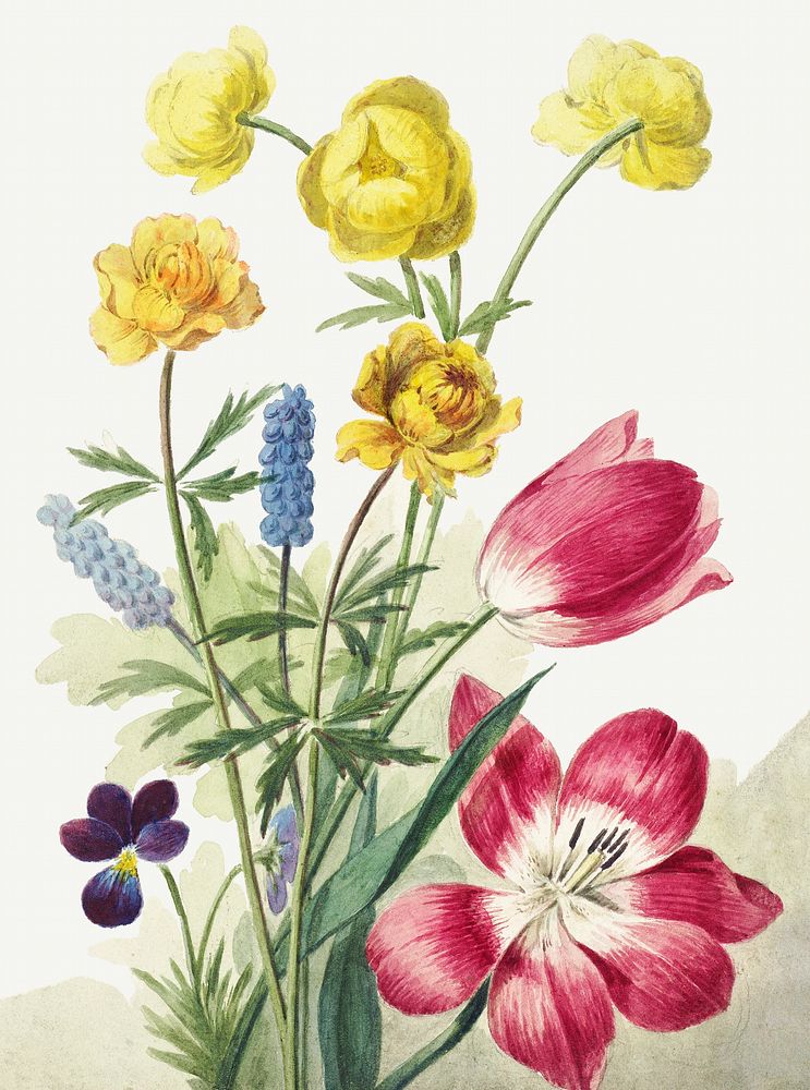 Boeket van tulpen, viooltjes, blauwe druifjes en dotters (ca. 1763&ndash;1825) in high resolution by Willem van Leen.…