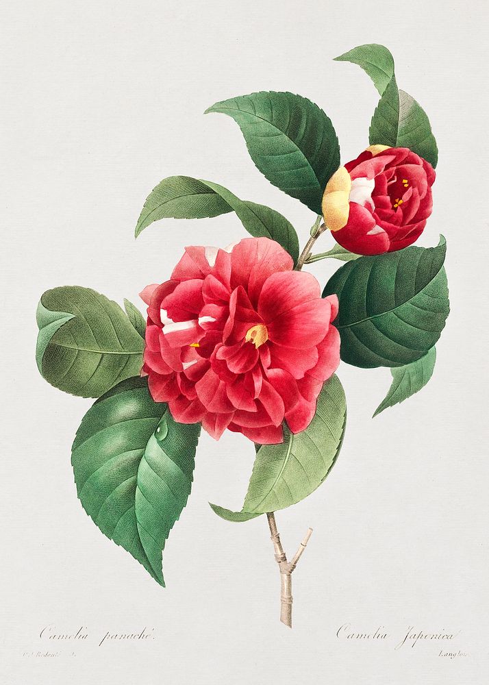 Choix des plus belles fleurs :et des plus beaux fruits (1833) in high resolution by Pierre-Joseph Redout&eacute;. Original…