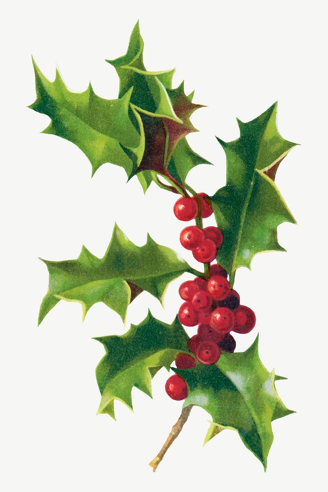 Vintage Christmas berry illustration vector, remix from artworks by