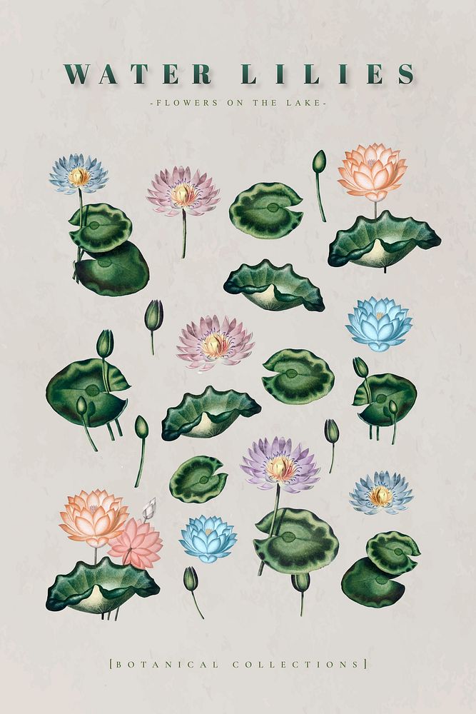 Botanical water lilies collection vector
