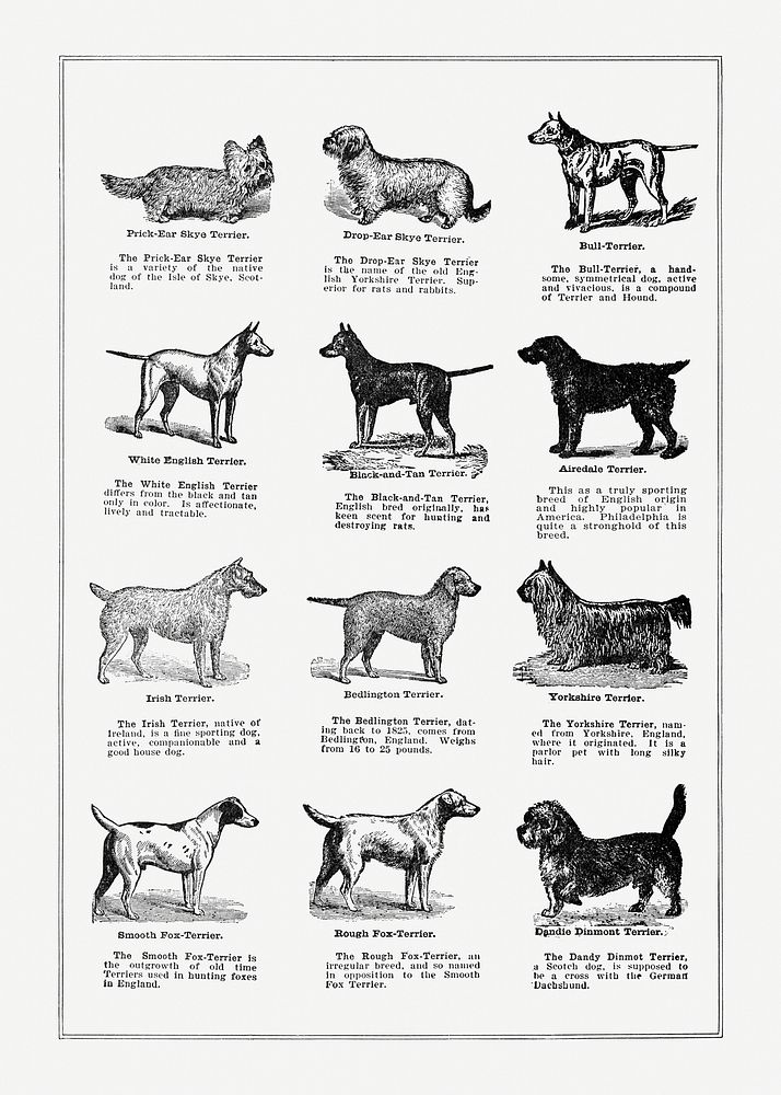 Dog breeds poster. Digitally enhanced from our own original copy of The Open Door to Independence (1915) by Thomas E. Hill. 