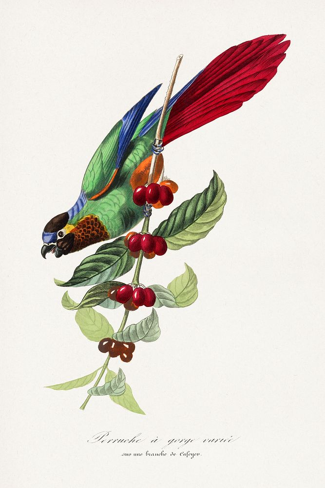 Parakeet bird painting.  Digitally enhanced from our own 1842 edition of Le Jardin Des Plantes by Paul Gervais.