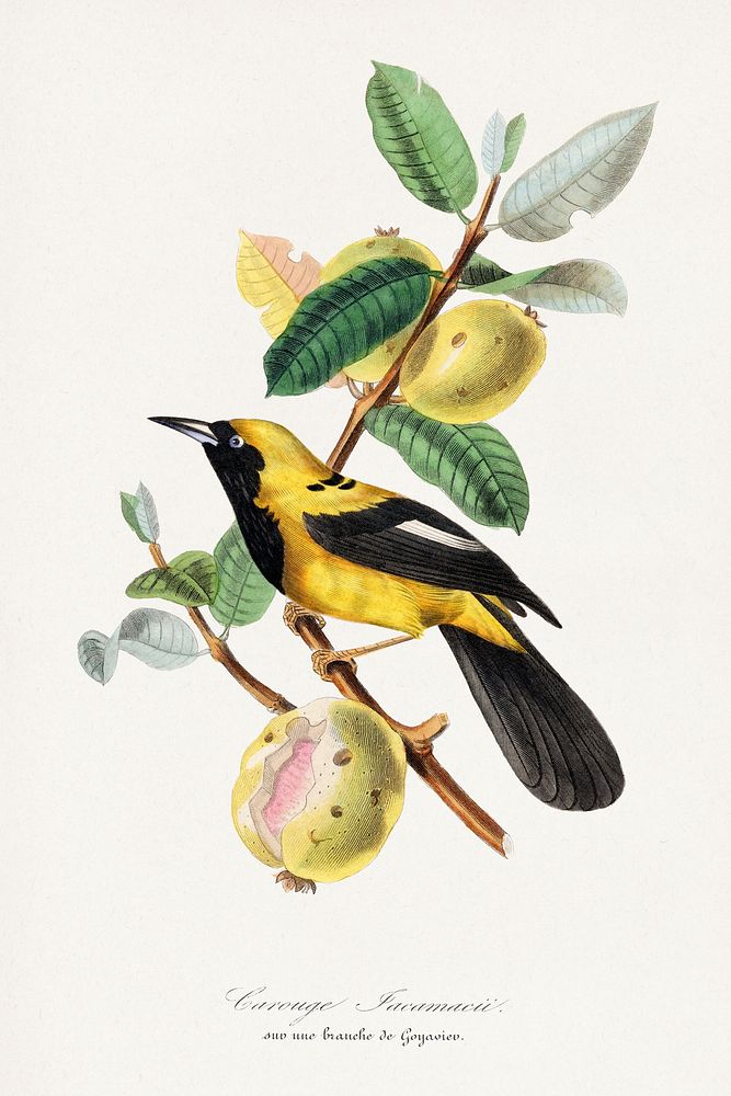 Jacamar bird painting.  Digitally enhanced from our own 1842 edition of Le Jardin Des Plantes by Paul Gervais.