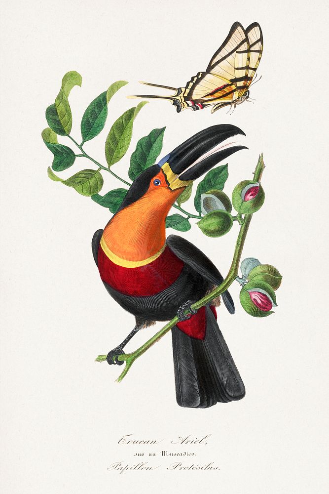Channel billed toucan bird painting.  Digitally enhanced from our own 1842 edition of Le Jardin Des Plantes by Paul Gervais.