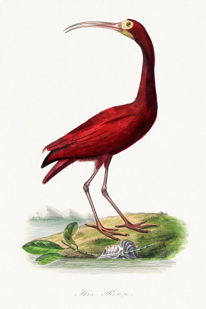 Scarlet ibis bird painting.  Digitally enhanced from our own 1842 edition of Le Jardin Des Plantes by Paul Gervais.