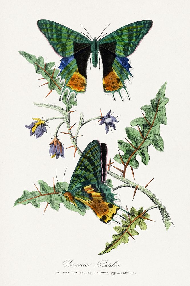 Butterfly painting.  Digitally enhanced from our own 1842 edition of Le Jardin Des Plantes by Paul Gervais.